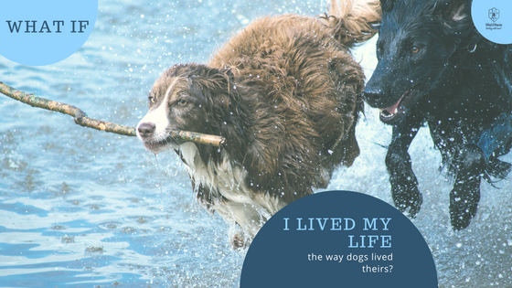 Dogs running through water